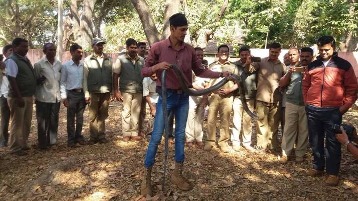 शुक्रवारी सकाळी सर्पमित्र आनंद चिठ्ठी आणि त्यांच्या पत्नी निर्झरा चिठ्ठी यांनी नरोन्हानगर परिसरात सापाचा शोध सुरु केला. त्यावेळी झाडाच्या ढोलीतून बाहेर पडत असलेला साप त्यांना दिसला. 