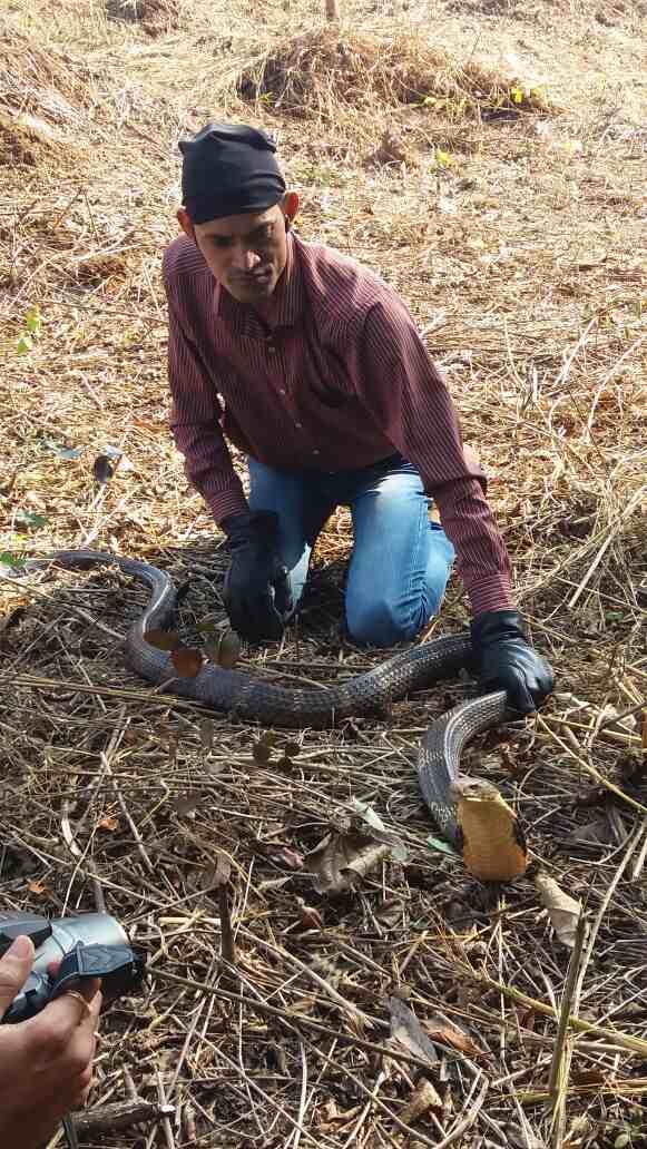 किंग कोब्राला अरण्यात सुरक्षित स्थळी सोडून देण्यात आल्याची माहिती सर्पमित्र आनंद चिठ्ठी यांनी दिली. 