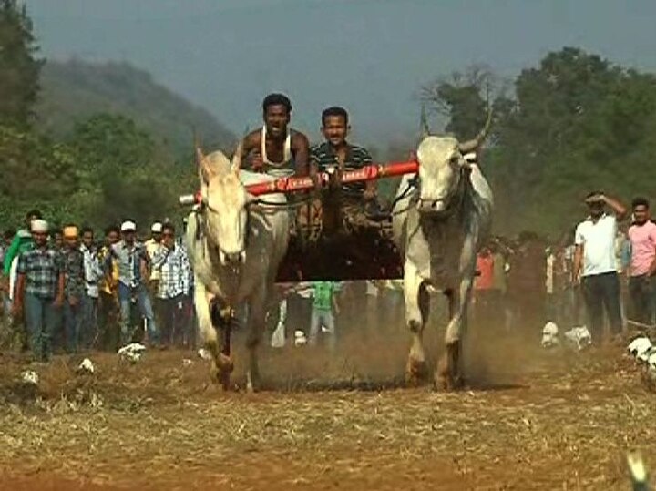supreme court on bullcart race in maharashtra latest marathi news updates राज्यातील बैलगाडा शर्यतींवर सुप्रीम कोर्टाकडून बंदी कायम