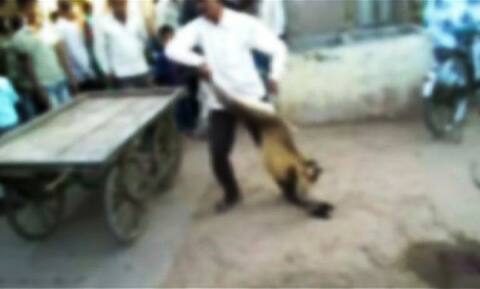 अकोल्यात उपद्रवी माकडांना तरुणाची अमानुष मारहाण