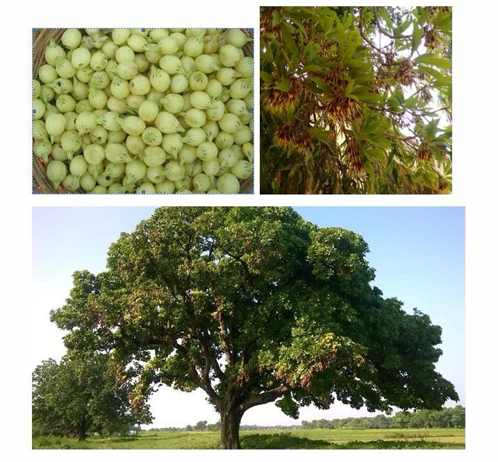 घुमक्कडी (26): महुआ बीने दोहर होये जाय