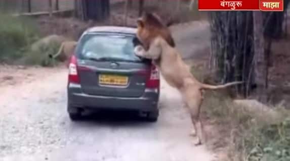 Safari Car Surrounded By Lions In Bengaluru VIDEO: बान्नेरघाट पार्कमध्ये सफारी कारला सिंहाचा घेराव, थरार कॅमेऱ्यात कैद