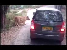 सफारी कारला सिंहांचा घेराव