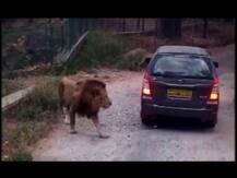 सफारी कारला सिंहांचा घेराव