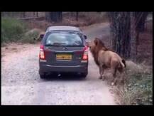 सफारी कारला सिंहांचा घेराव