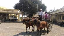 उमेदवारी अर्ज भरण्यासाठी बैलगाडी सवारी!
