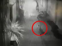 पुणे : नांदेड गावात हल्लेखोर माकडाची दहशत, माकडाच्या चाव्यात अनेकजण जखमी