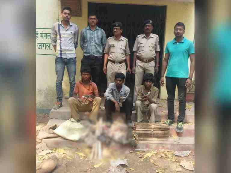 Wardha Forest Department Arrest Hunters वर्ध्यात पाणकोंबड्याची शिकार करणारे गजाआड