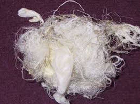 घुमक्कडी (28) : तू-ती आणि रेशमी प्रेमाचा लोचा  