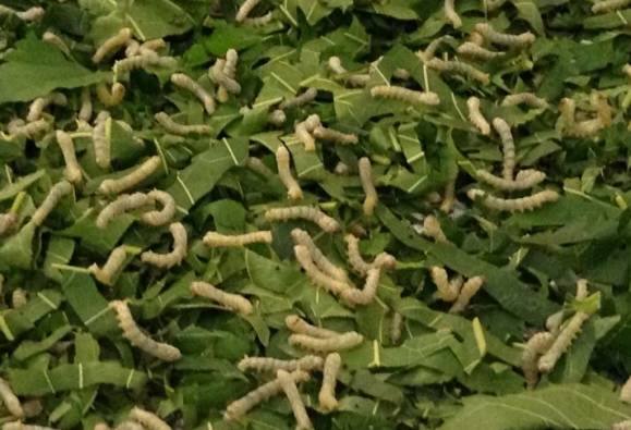 घुमक्कडी (28) : तू-ती आणि रेशमी प्रेमाचा लोचा  