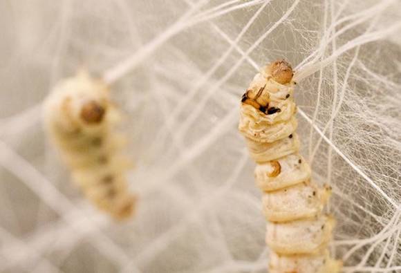 घुमक्कडी (28) : तू-ती आणि रेशमी प्रेमाचा लोचा  