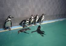 राणीच्या बागेतील पेंग्विनचं अखेर दर्शनी भागात आगमन