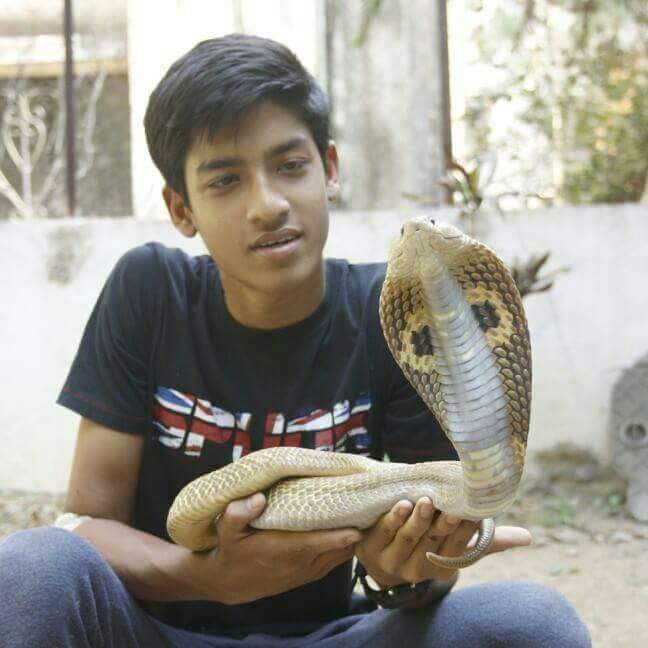 Youth Killed After Cobra Bites While Saving It VIDEO: सापाला वाचवणं जीवावर, वसईत कोब्रादंशाने सर्पमित्राचा मृत्यू