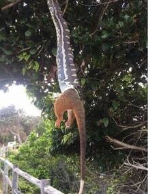 झाडाला लटकलेला भला मोठा अजगर अन्...