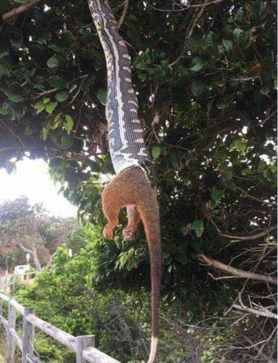 अमेरिकेतील बायरॉन बे लाइटहाऊस येथून एक पर्यटक जात असताना त्यानं हे फोटो आपल्या कॅमेऱ्यात कैद केले.