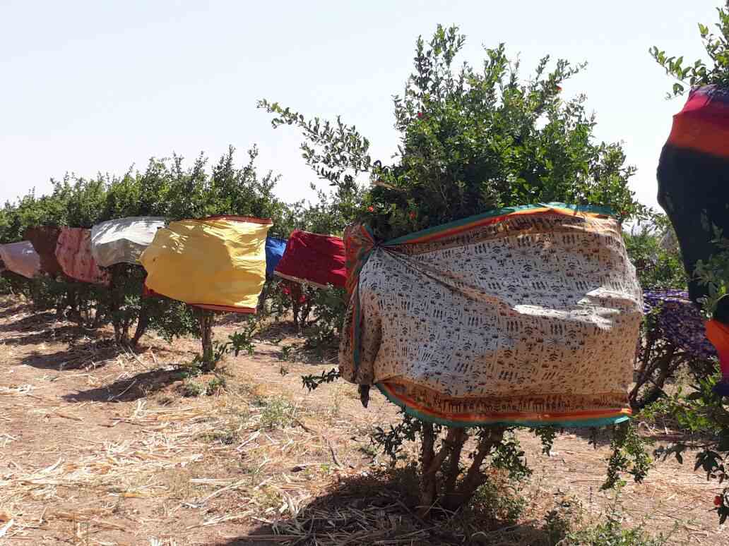 उन्हापासून पिकांना वाचवण्यासठी साड्यांचं आवरण !