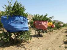 उन्हापासून पिकांना वाचवण्यासठी साड्यांचं आवरण !