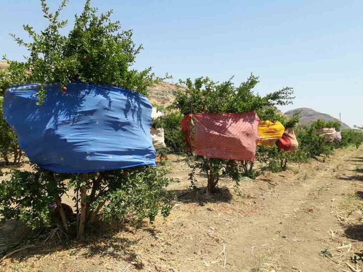 उन्हाच्या तडाख्यापासून डाळिंब पिकाचं संरक्षण करण्यासाठी मनमाडमधील शेतकऱ्याने झाडांना साड्यांचे आवरण घातले आहे.
