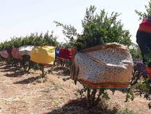 उन्हापासून पिकांना वाचवण्यासठी साड्यांचं आवरण !