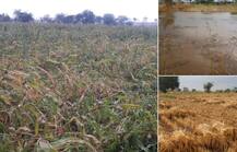 हाताशी आलेली पीकं गेली, मराठवाड्यावर पुन्हा निसर्गाची अवकृपा