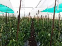 बीड : परळी तालुक्यात शेतकऱ्यांनी शेडनेटसह पीकंही गमावली