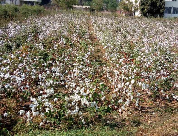 Developed New Variety Cotton Its Called Yugank ‘युगांक’... 120 दिवसात येणाऱ्या कापसाच्या नव्या प्रजातीचा शोध!