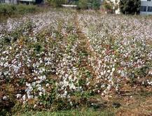 ‘युगांक’... 120 दिवसात येणाऱ्या कापसाच्या नव्या प्रजातीचा शोध!