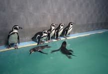 मुंबईकरांना आजपासून राणीच्या बागेत पेंग्विनदर्शन !