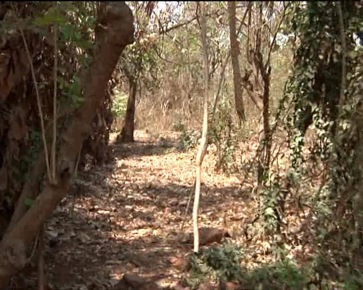 या थरारक प्रसंगानंतर प्रमिला यांनी प्रणयला उचलून पाड्यावर आणले. त्यानंतर त्याला रुग्णालयात नेण्यात आले. लहानग्या प्रणयच्या पाठीवर बिबट्याच्या दातांमुळे जखमा झाल्या आहेत, तर गुडघ्यालाही मार बसला आहे. रुग्णालयात उपचार करुन प्रणयला घरी सोडण्यात आले.