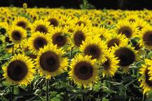 केंद्र सरकारकडून सूर्यफूल बियांच्या आयात शुल्कामध्ये 20 टक्के कपात