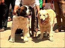 रवींद्र गायकवाड उस्मानाबादला आलेच नाहीत, \'ते\' दोघेही प्रतीक्षेत