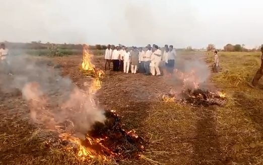 Congress Leader Rajendra Mulaks Photo Session With Crop Burnt By Farmers Latest News शेतकऱ्यांनी जाळलेल्या पिकासोबत काँग्रेस नेत्याचं फोटोसेशन