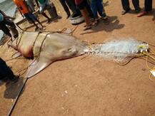 700 किलोचा मासा जाळ्यात!!!