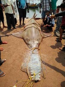 700 किलोचा मासा जाळ्यात!!!