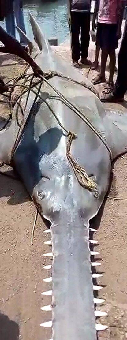 या माशाचे तोंड पातीसारखे असून त्याला काटेरी सुळेदेखील आहेत. 