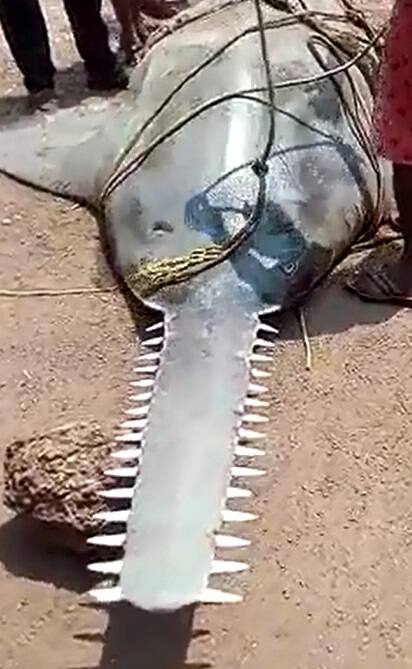  ‘सॉफिश’ असं या माशाला म्हटलं जातं. किनाऱ्यावर आणल्यानंतर त्याला पाहण्यासाठी लोकांनी मोठी गर्दी केली होती. 