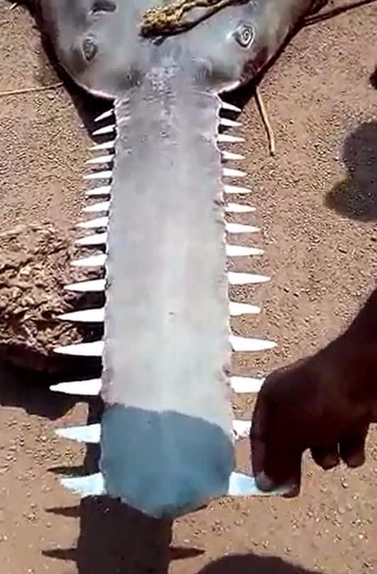 जाळ्यामुळे माशाच्या शरीरावर जखमा झाल्यानं त्यातच त्याचा मृत्यू झाला.