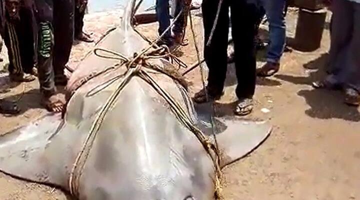 विजयदुर्ग इथल्या खोल समुद्रात हा मासा आढळला होता. 