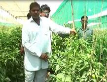 सोलापुरात चार एकर शेती, 6 महिन्यात 40 लाखाची मिरची