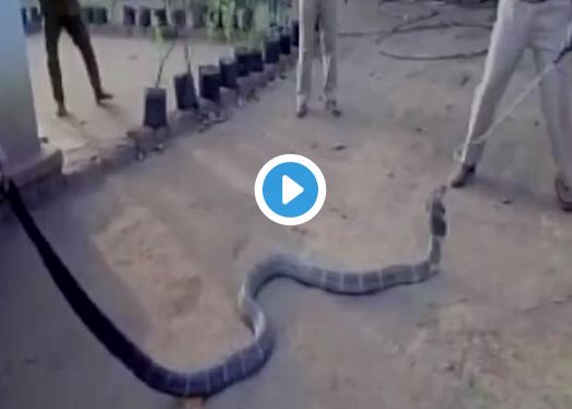 VIDEO: तहानेने व्याकूळ किंग कोब्राला बाटलीतून पाणी पाजलं!