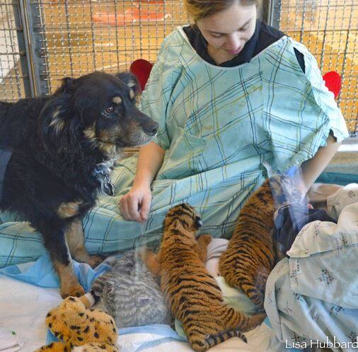 पण मलेशियाच्या Cincinnati Zoo मध्ये कुत्रा आणि वाघाचे बछडे एकत्रित राहत आहेत. 