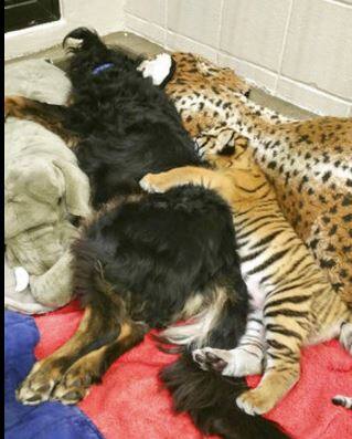 यानंतर प्राणी संग्रहालय प्रशासन या बच्छड्यांची देखभाल करत आहे. यासाठी त्यांनी त्या बच्छड्यांना कुत्र्यांसोबत ठेवलंय. पण आता त्या बच्छड्यांची आणि कुत्र्याची चांगली गट्टी जमली आहे.