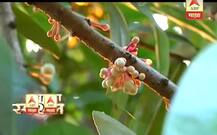 कोकणातली रानफुलं अन् खडतर जगणं! 