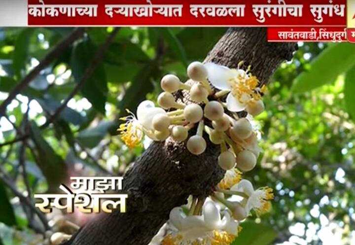 मुळात ही फुलं एका अजस्त्र झाडावर उगवतात. त्या झाडावर या मुली चढाई करतात आणि झाडाच्या टोकावर जाऊन फुलांचा शोध सुरु होतो.