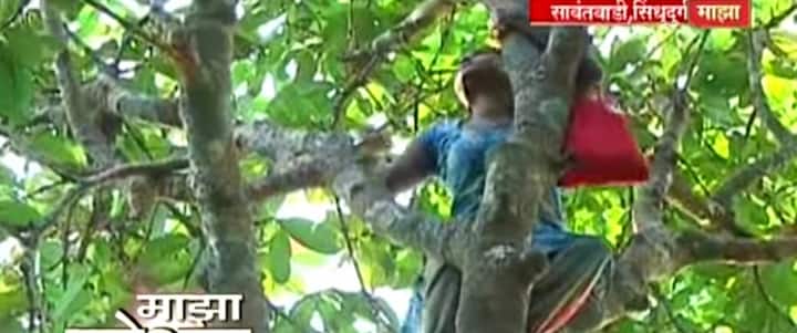 मोठ्या मोठ्या फांद्यांवर या कळ्या उगवतात. त्या तोडून आपल्या झोळीत टाकायच्या. अशा किमान तासभर परिश्रमानंतर हा गावरान अत्तराचा सुगंध घेऊन मुली परतीच्या प्रवासाला लागतात.