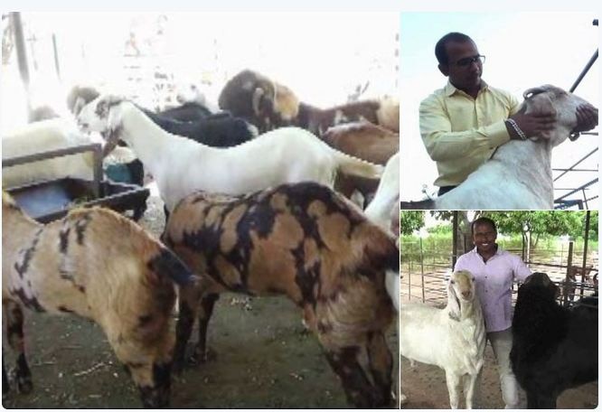 Success Story Of Rahul Khamkar And Satish Edakes Goat Farming शेळीपालनातून दीड कोटी रुपये, नगरच्या युवा शेतकऱ्यांची यशोगाथा