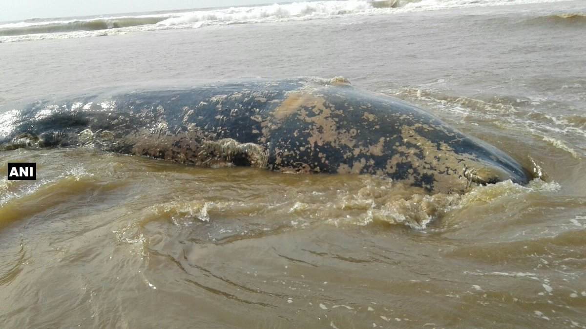 ओदिशातील पुरी बीचवर 32 फुटी \'व्हेल\'