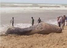 ओदिशातील पुरी बीचवर 32 फुटी \'व्हेल\'