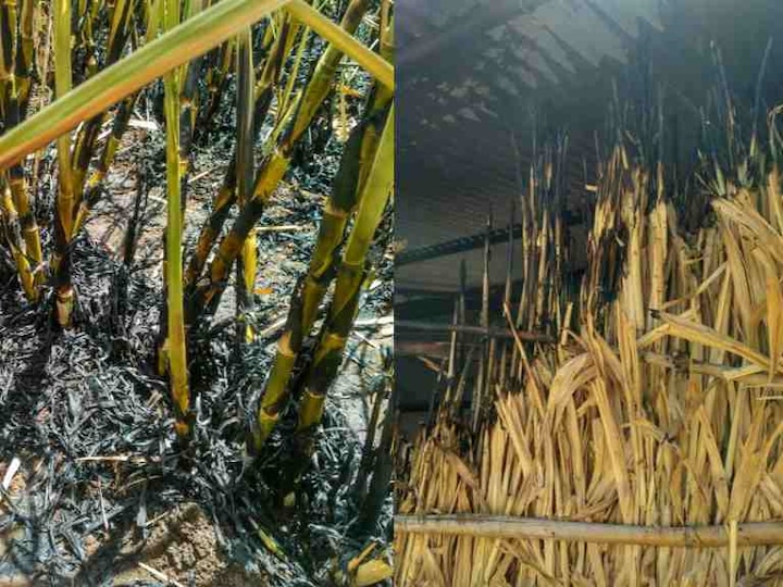 Womans Home And Farm Set On Fire In Ahmednagar Live Update अहमदनगरमध्ये महिलेला घरासह पेटवलं, शेतीचंही नुकसान