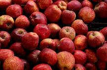 वसईतील महापालिकेच्या अधिकाऱ्यावर सफरचंद चोरीचा आरोप